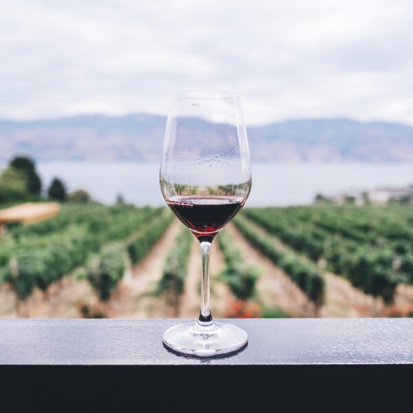 Climate Change’s Impact on the Wine Industry: Insights from a Leading Wine Cellar Company